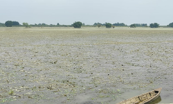 बाढीपीडित किसानको गुनासो- स्याहार्ने बेलाको धान बाढीले लग्यो, अब के गर्ने थाहा छैन