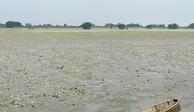 बाढीपीडित किसानको गुनासो- स्याहार्ने बेलाको धान बाढीले लग्यो, अब के गर्ने थाहा छैन