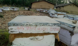 मह बेचेर वार्षिक चौध लाख आम्दानी गर्दै नन्दकला