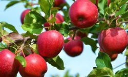 पाँच हजार आठ सय मेट्रिकटन स्याउ बाहिरी जिल्ला पठाइयो