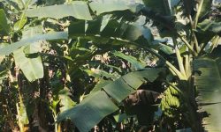 खरबारी फाँडेर केराखेती, वार्षिक दुई करोड आम्दानी