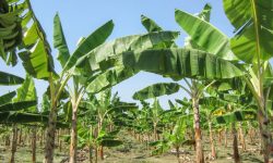 बाढीले ५० लाख बराबरको केरा नोक्सान