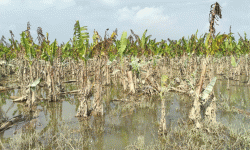 बाढीले केराखेती नष्ट भएपछि किसानको व्यवसाय चौपट