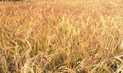 जुम्लाका किसान मार्सीधान थन्क्याउन व्यस्त