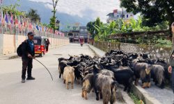 भाउ सस्तिएपछि च्याङ्ग्राको व्यापार बढ्यो