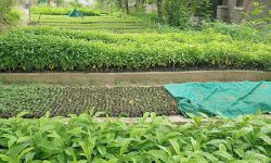 खेतबारीमा रमाउँदै जुम्लाका दीपक, वार्षिक पाँच लाख आम्दानी