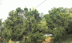 बोटमा लटरम्म सुन्तला, रोग लागेपछि किसान चिन्तित