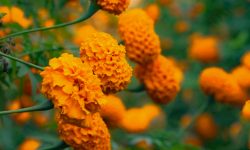 गैँडाकोटले सयपत्री फूल जिल्ला बाहिर पठाउँदै