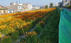 ढकमक्क फुल्न थाले तिहार लक्षित सयपत्री