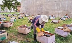 वार्षिक सात टन मह उत्पादन गरेर कुस्त कमाउँदै घोराहीका घर्ती