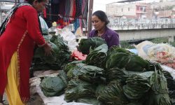 सालको पात बेचेर खर्च जुटाउँदै महिला