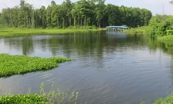 सिमसार संरक्षणले अजिङ्गरको सङ्ख्या बढ्दै