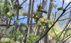 एक वर्षमा दुई पटक फल्यो बझाङी स्याउ