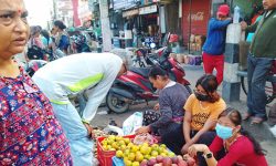 दसैँ–तिहारलाई कोसेली कर्णालीको स्याउ