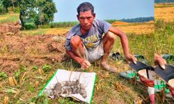 धानबाली भित्र्याएर फुर्सदिला भएका थारू मुसाको सिकारमा व्यस्त !