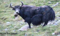 शे–फोक्सुन्डो राष्ट्रिय निकुञ्जमा भेटियो दुर्लभ जंगली याक