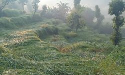 असिनाले धानबाली नष्टहुँदा कृषक चिन्तित