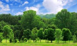 प्रत्येक तीन मध्ये एउटा बोट बिरुवा खतरामा