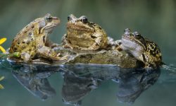 ग्लोबल वार्मिङका कारण भ्यागुताको अस्तित्व खतरामा