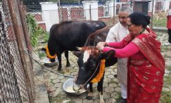 राष्ट्रपति पौडेलबाट गाई पूजा