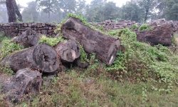 एक लाख पचास हजार क्यूफिट सालका काठ सड्दै