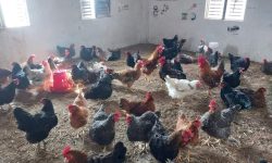 स्याङ्जाका स्कूले पढ्दै, कुखुरापालनमा रमाउँदै