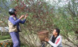 म्याग्दीको टिमुर तारे होटलदेखि विदेशसम्म