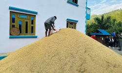 एउटै व्यक्तिले फलाए चार सय मुरी धान