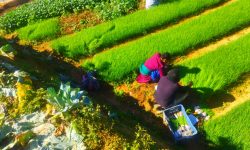 सागसब्जीका बेर्ना बेचेर वार्षिक २६लाख आम्दानी