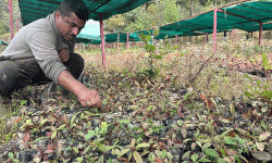तीनजुरे रातपोखरी सामुदायिक वनमा २८ हजार गुराँसका बिरुवा हुर्काइँदै