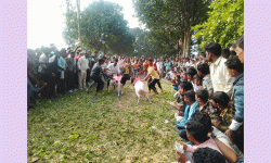 गुरुवागाउँ मेलामा भेडा जुधाइको रौनक