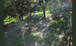 सुन्तला झर्न थालेपछि किसान चिन्तित