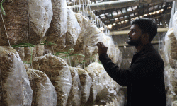 वैदेशिक रोजगारी छाडेर च्याउखेतीमा, मासिक एक लाखभन्दा बढी आम्दानी