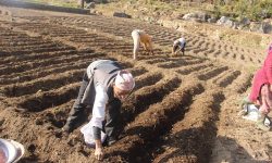 आलुको व्यावसायिक खेती गर्न एक करोड ५० लाख विनियोजन