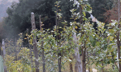 फलेटार र घुन्सा क्षेत्रमा परीक्षणका रूपमा स्याउखेती