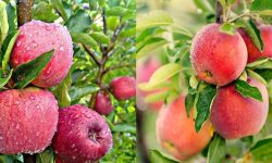 मुस्ताङको स्याउ : बढ्दो माग, पुरयाउन धौधौ