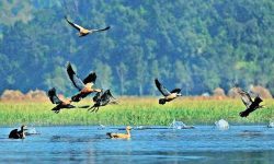 साइबेरियाका चरा कैलाली–कञ्चनपुरमा