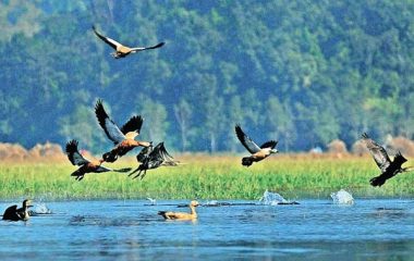 कञ्चनपुरमा आजदेखि जलपंछी गणना