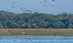 जाडो छल्न आगन्तुक चरा चितवनमा