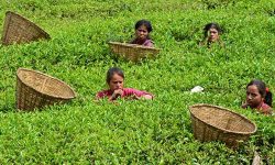 झापाबाट एघार करोडको चिया निर्यात