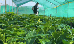 Coffee farming increasing to ward off monkey menace