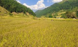 दैलेखका किसानको ‘गुणे’ धानमा अधिक आकर्षण