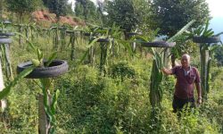 ‘ड्रागन फ्रुट’ बेचेर वार्षिक १५ लाख