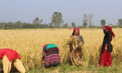 किसान बर्खेबाली भित्र्याउन व्यस्त