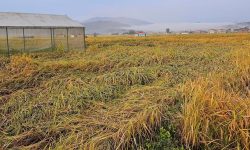 बेमौसमी वर्षाले धान बालीमा क्षतिहुँदा किसान समस्यामा