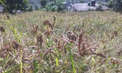 म्याग्दीको ग्रामीण भेगमा कोदोखेती विस्तार