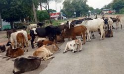 गाईबाच्छा संरक्षणका लागि देउसीभैलो