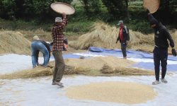 ‘गौरिया’ चामलको माग बढ्दो, खेती घट्दो