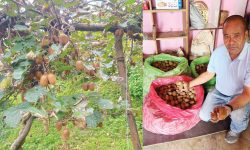 वडाको कामसँगै किबीखेतीमा व्यस्त वडाध्यक्ष थापा