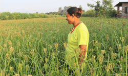 व्यावसायिक कोदोखेतीतर्फ आकर्षित हुँदै किसान